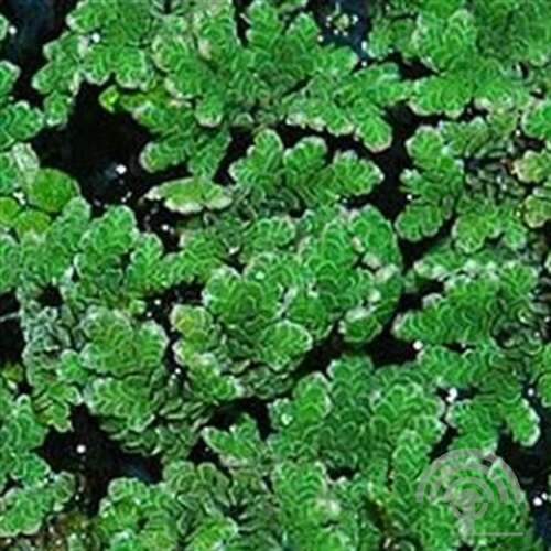 Afbeelding bij Krulpitrus - Juncus effusus &#039;Spiralis&#039;