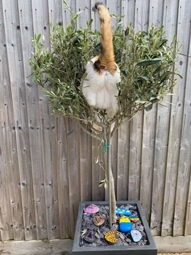Afbeelding bij Kun je een kat het jagen afleren?