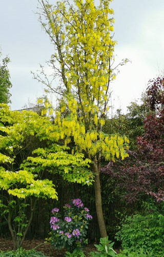 Afbeelding bij Laburnum watereri vossii / Bastaard goudregen