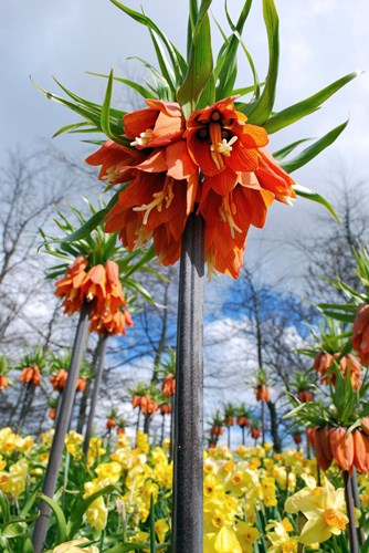 Afbeelding bij Languit tussen de planten