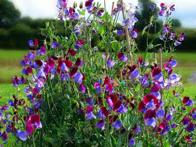 Afbeelding bij Lathyrus / Reukerwt 