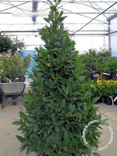 Afbeelding bij Laurier - Laurus nobilis 