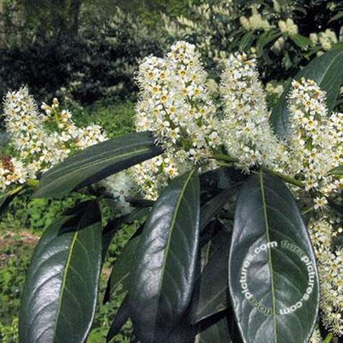 Afbeelding bij Laurierkers - Prunus l. 'Herbergii' 