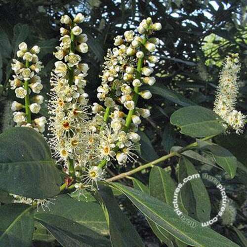 Afbeelding bij Laurierkers - Prunus l. &#039;Reynvaanii&#039; 