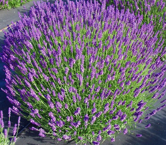 Afbeelding bij Lavandula  / Lavendel  