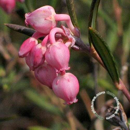 Afbeelding bij Lavendelheide - Andromeda polifolia 