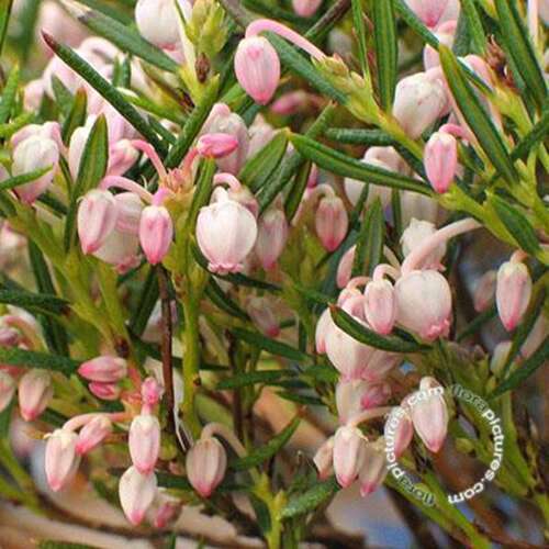 Afbeelding bij Lavendelheide - Andromeda polifolia 'Nikko'