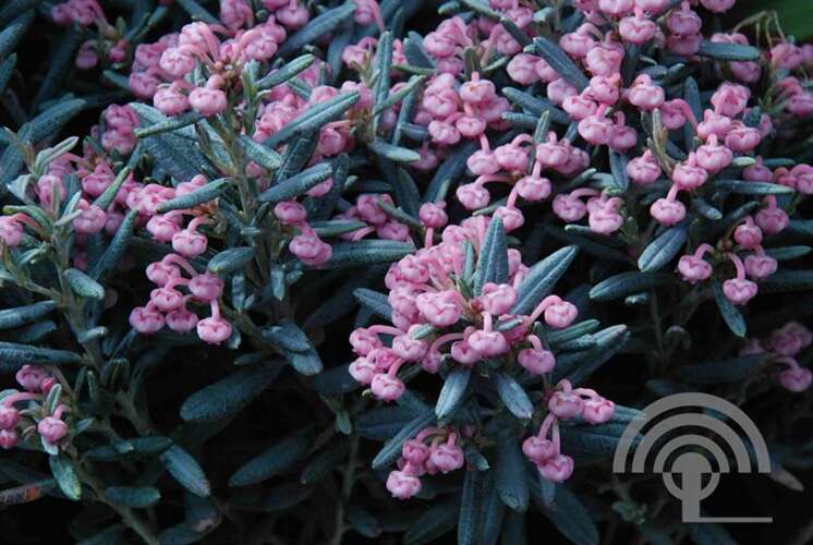 Afbeelding bij Lavendelheide - Andromeda polifolia'Blue Ice'