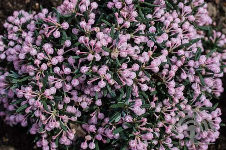 Lavendelheide Andromeda polifolia 'Blue Lagoon'