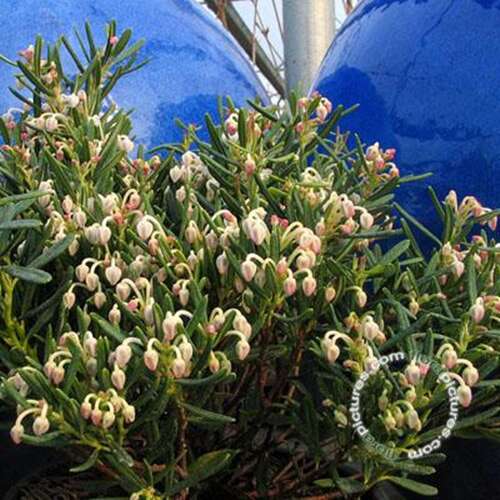 Afbeelding bij Lavendelheide - Andromeda polifolia &#039;Compacta&#039;