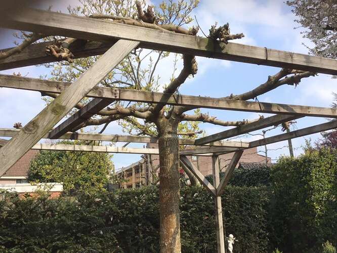 Afbeelding bij Leibomen frame verwijderen wanneer