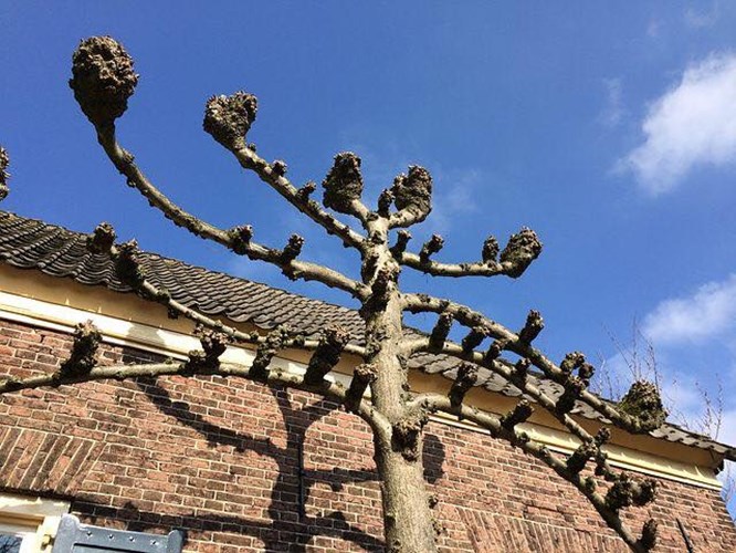 Afbeelding bij Leilinde snoeien 