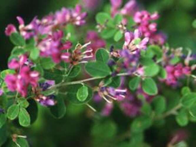 Afbeelding bij Lespedeza - Lespedeza bicolor 'Summer Beauty'