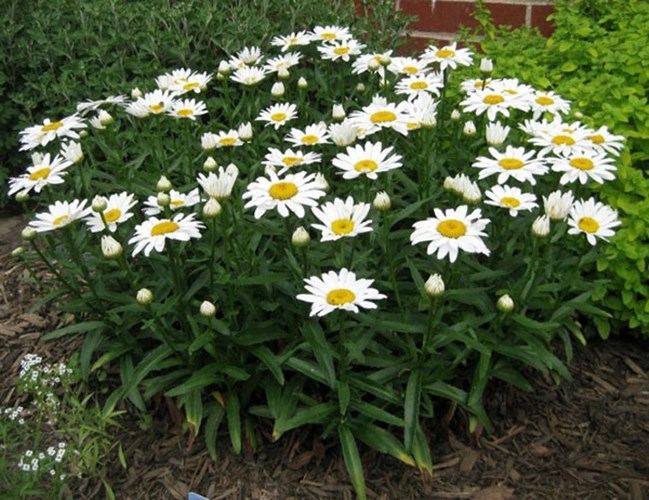 Afbeelding bij Leucanthemum / Tuinmargriet (soort)
