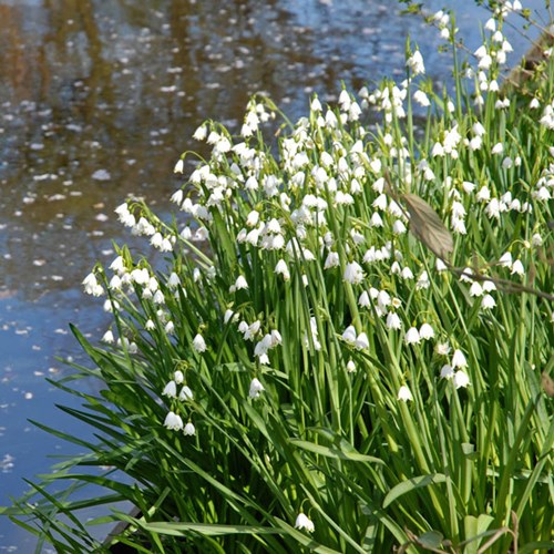 Afbeelding bij Leucojum aestivum Gravetye Giant / Zomerklokje 