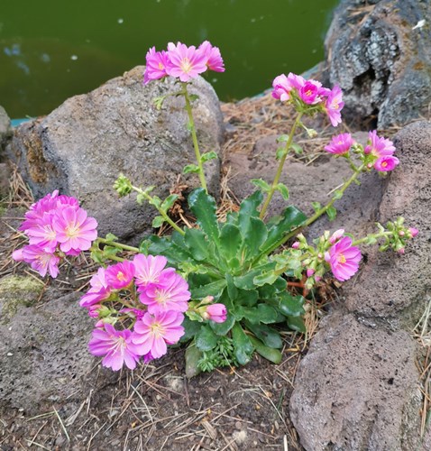 Afbeelding bij Lewisia / Bitterkruid
