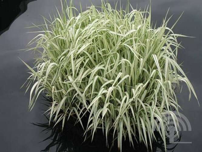 Afbeelding bij Liesgras - Glyceria maxima 'Variegata' 