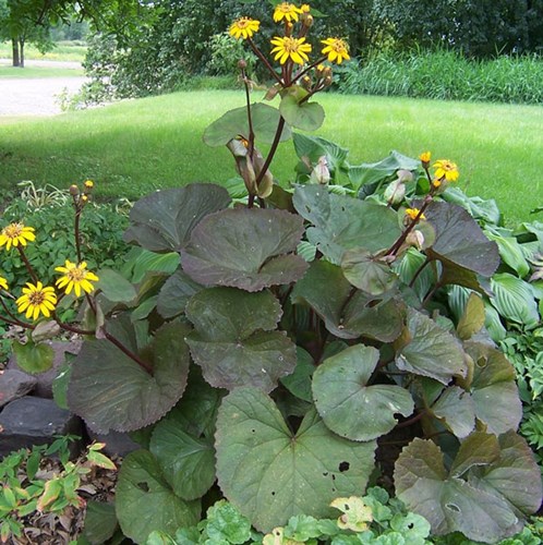 Afbeelding bij Ligularia / Kruiskruid (soort)