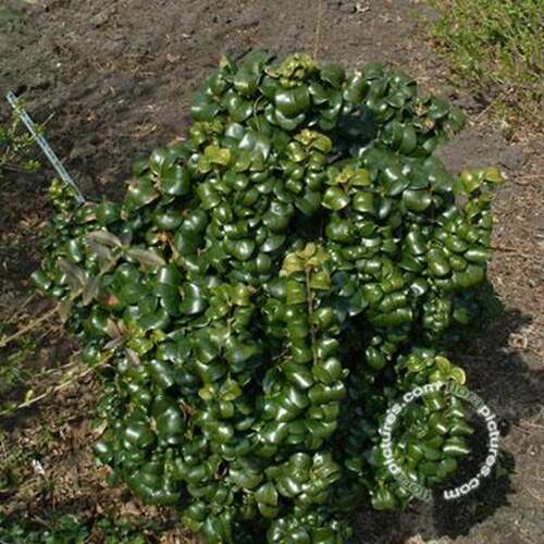Liguster - Ligustrum jap. 'Rotundifolium'