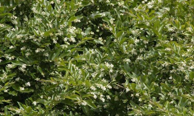 Afbeelding bij Liguster - Ligustrum obt. 'Regelianum'
