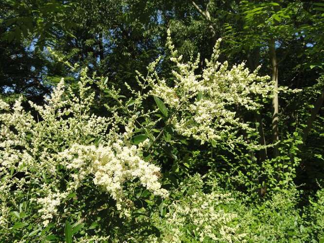 Afbeelding bij Liguster - Ligustrum quihoui