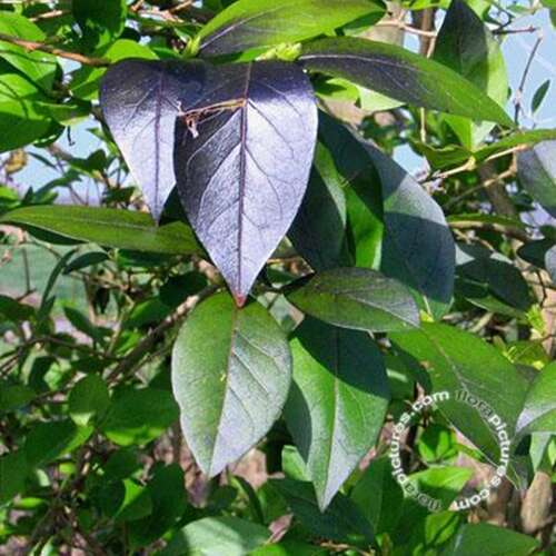 Afbeelding bij Liguster - Ligustrum &#039;Vicaryi&#039;