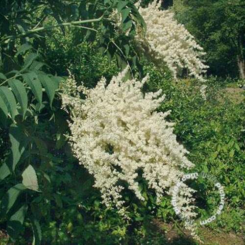 Afbeelding bij Lijsterbesspirea - Sorbaria sorbifolia 