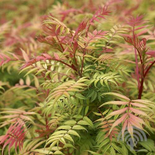 Afbeelding bij Lijsterbesspirea - Sorbaria sorbifolia &#039;Sem&#039; ® 