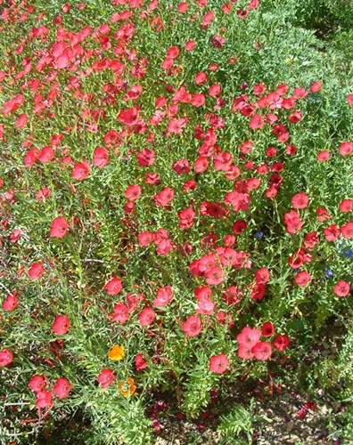 Afbeelding bij Linum grandiflorum / Roodbloeiend vlas