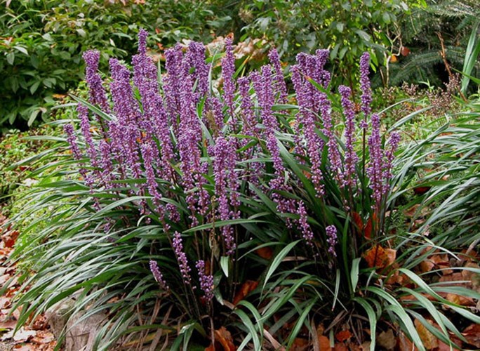 Afbeelding bij Liriope / Leliegras (soort)