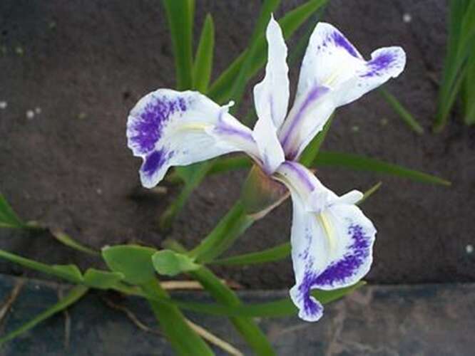 Afbeelding bij Lis - Iris laevigata &#039;Colshesterii&#039;