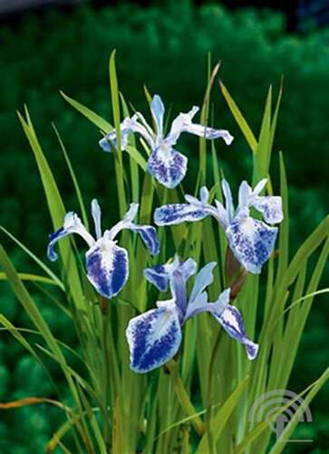 Afbeelding bij Lis - Iris laevigata &#039;Mottled Beauty&#039; 