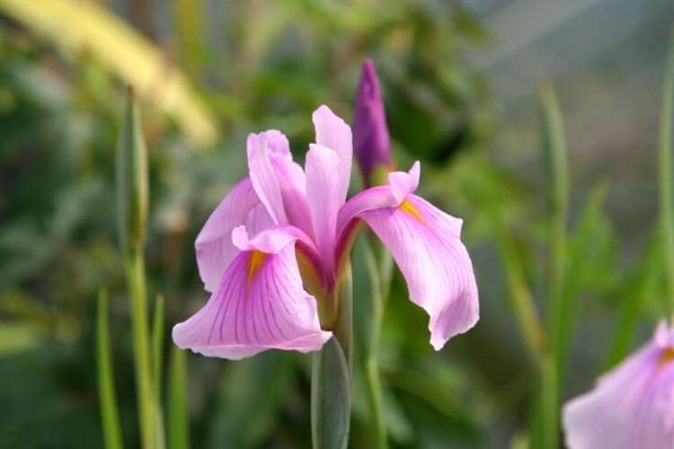 Afbeelding bij Lis - Iris laevigata 'Rose Queen'