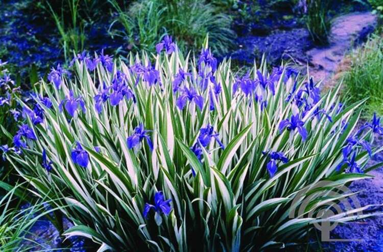 Afbeelding bij Lis - Iris laevigata 'Variegata'