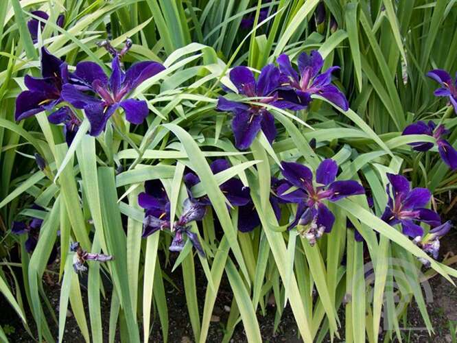 Afbeelding bij Lis - Iris louisiana &#039;Black Gamecock&#039; 