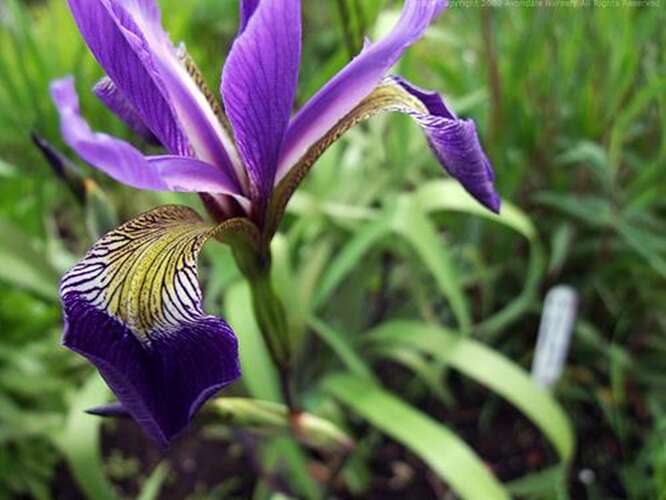 Afbeelding bij Lis - Iris robusta 'Dark Aura'