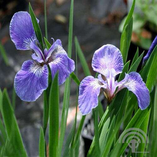Afbeelding bij Lis -(Borstelige) Iris - Iris setosa 