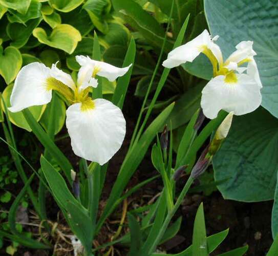 Afbeelding bij Lis - Iris setosa 'Alba'