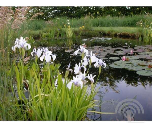 Afbeelding bij Lis 'Snowdrift' - Iris laevigata 'Snowdrift'