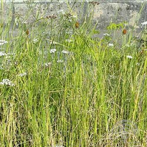 Afbeelding bij Lisdodde - Typha laxmannii 