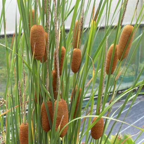 Afbeelding bij Lisdodde - Typha shuttleworthii  