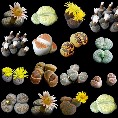 Afbeelding bij Lithops / Levende steentjes 