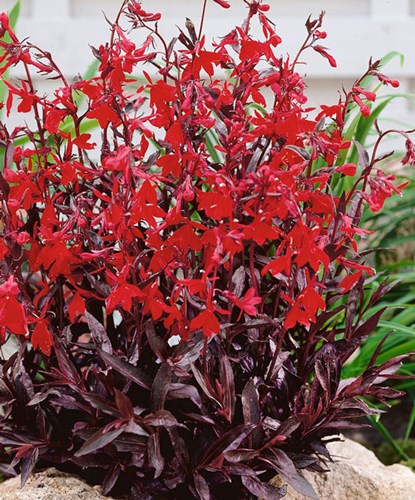 Afbeelding bij Lobelia / lobelia