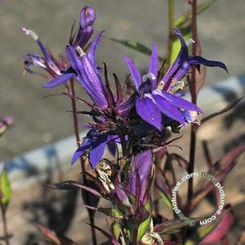 Afbeelding bij Lobelia - Lobelia gerardii &#039;Vedrariensis&#039;