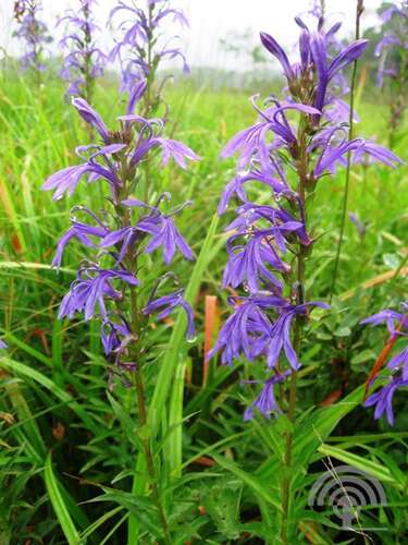 Afbeelding bij  Lobelia - Waterlobelia - Lobelia sessilifolia 