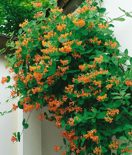 Afbeelding bij Lonicera Tellmanniana / kamperfoelie