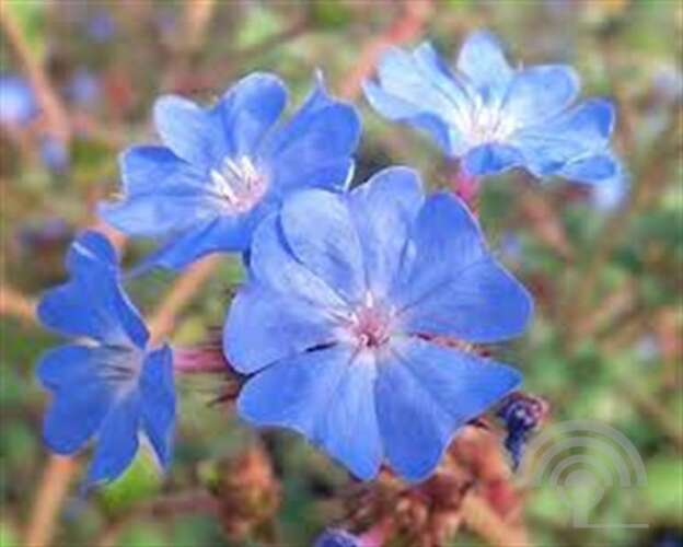 Afbeelding bij Loodkruid - Ceratostigma griffithii 