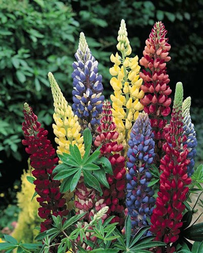 Afbeelding bij Lupinen -  Algemene plantenfiche 