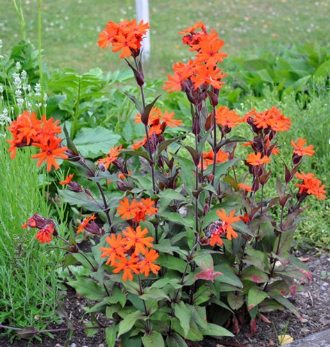 Afbeelding bij Lychnis / Brandende liefde - koekoeksbloem (soort)