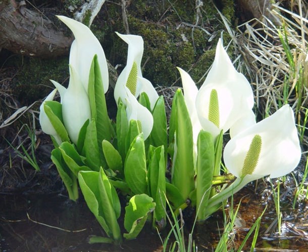 Afbeelding bij Lysichiton camtschatcencis / Moeras arondskelk
